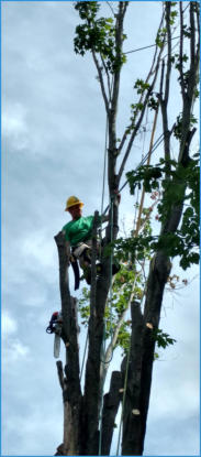Tree Service in Mastodon Township Businesses