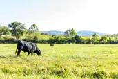 Stanek Farm
